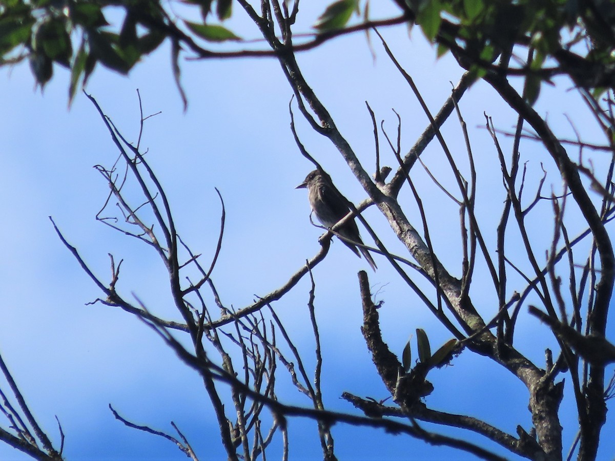 Olive-sided Flycatcher - ML400498471