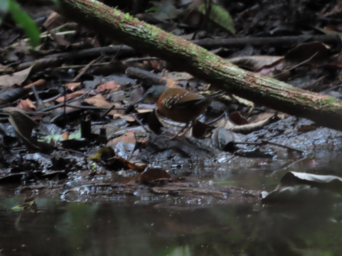 Spot-winged Antbird - ML400498521