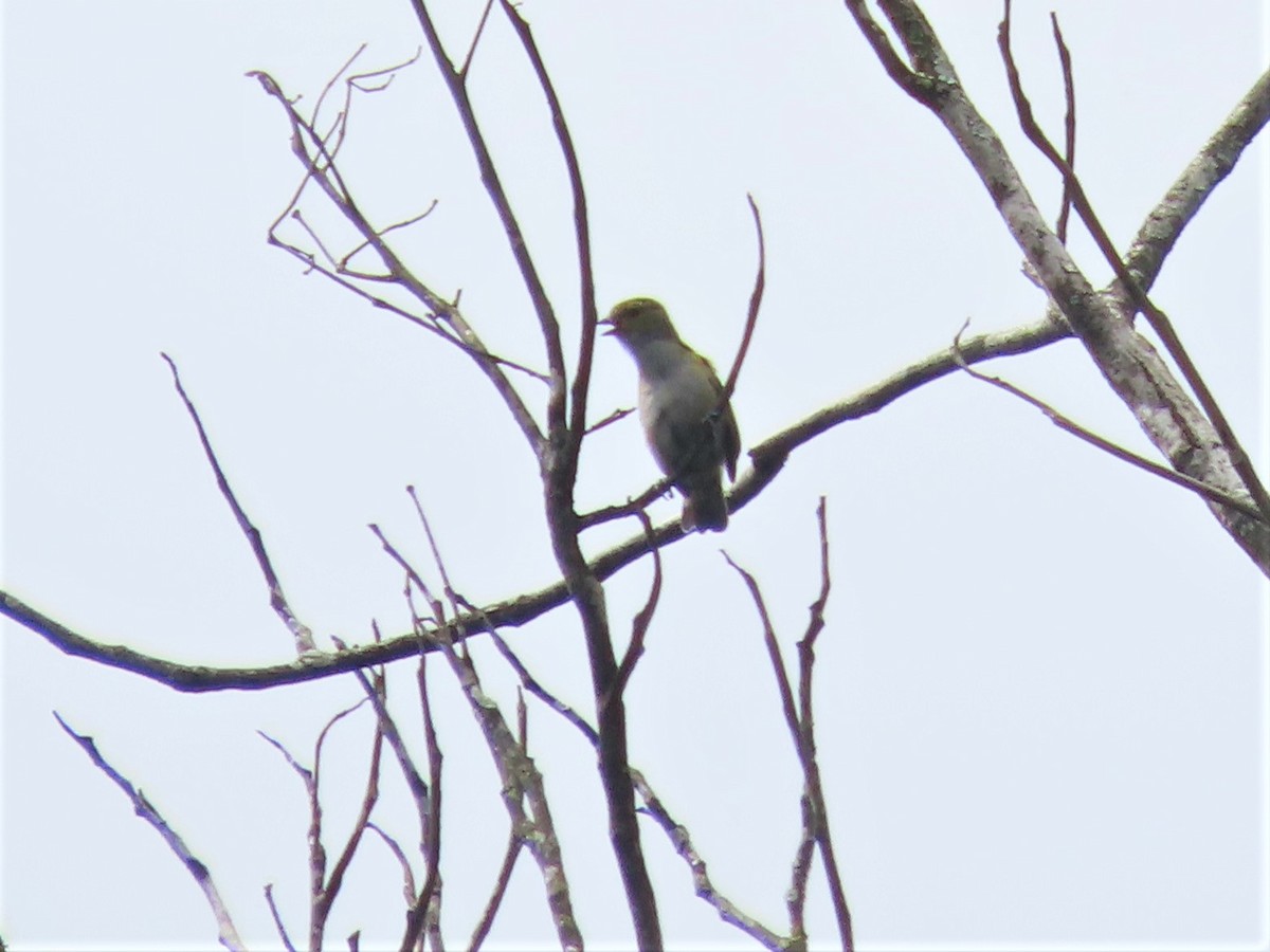 Golden-sided Euphonia - ML400498551