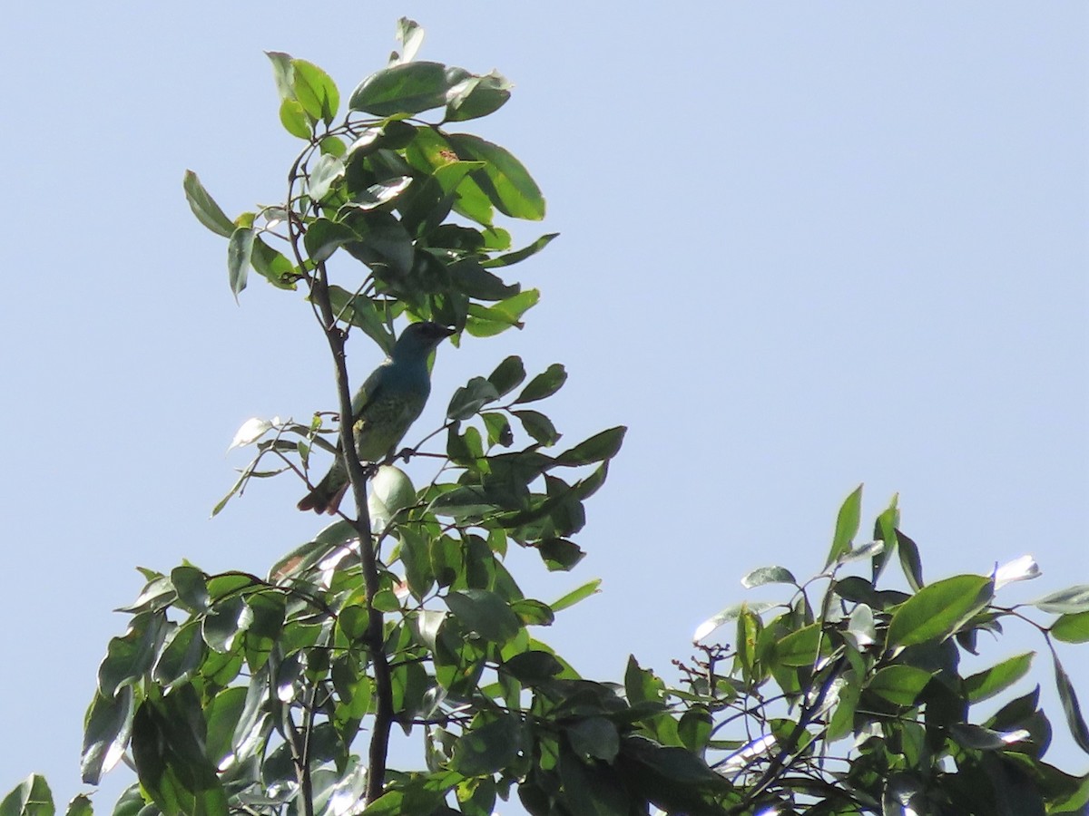 Swallow Tanager - ML400498601