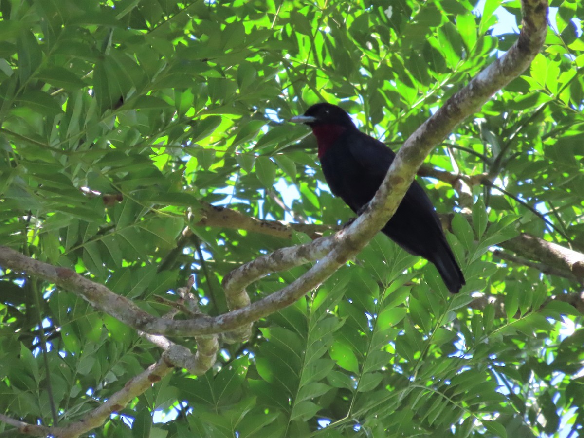 Purple-throated Fruitcrow - ML400498611