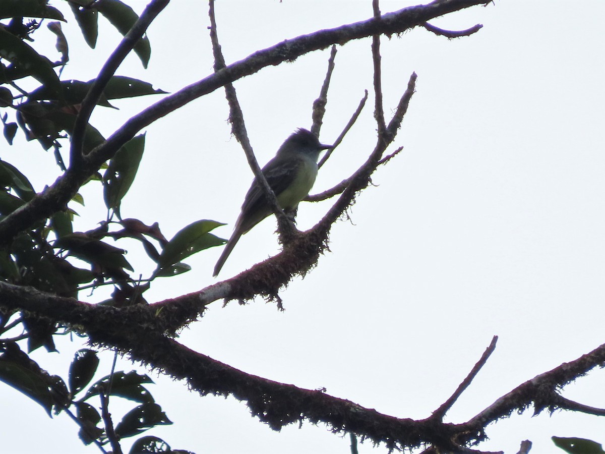 Dusky-capped Flycatcher - ML400498681