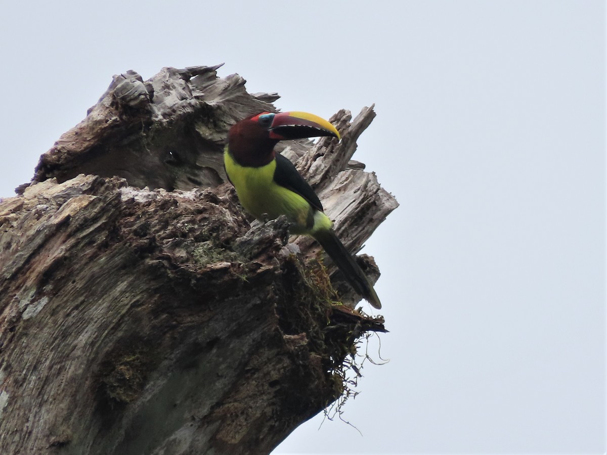 Green Aracari - ML400498741