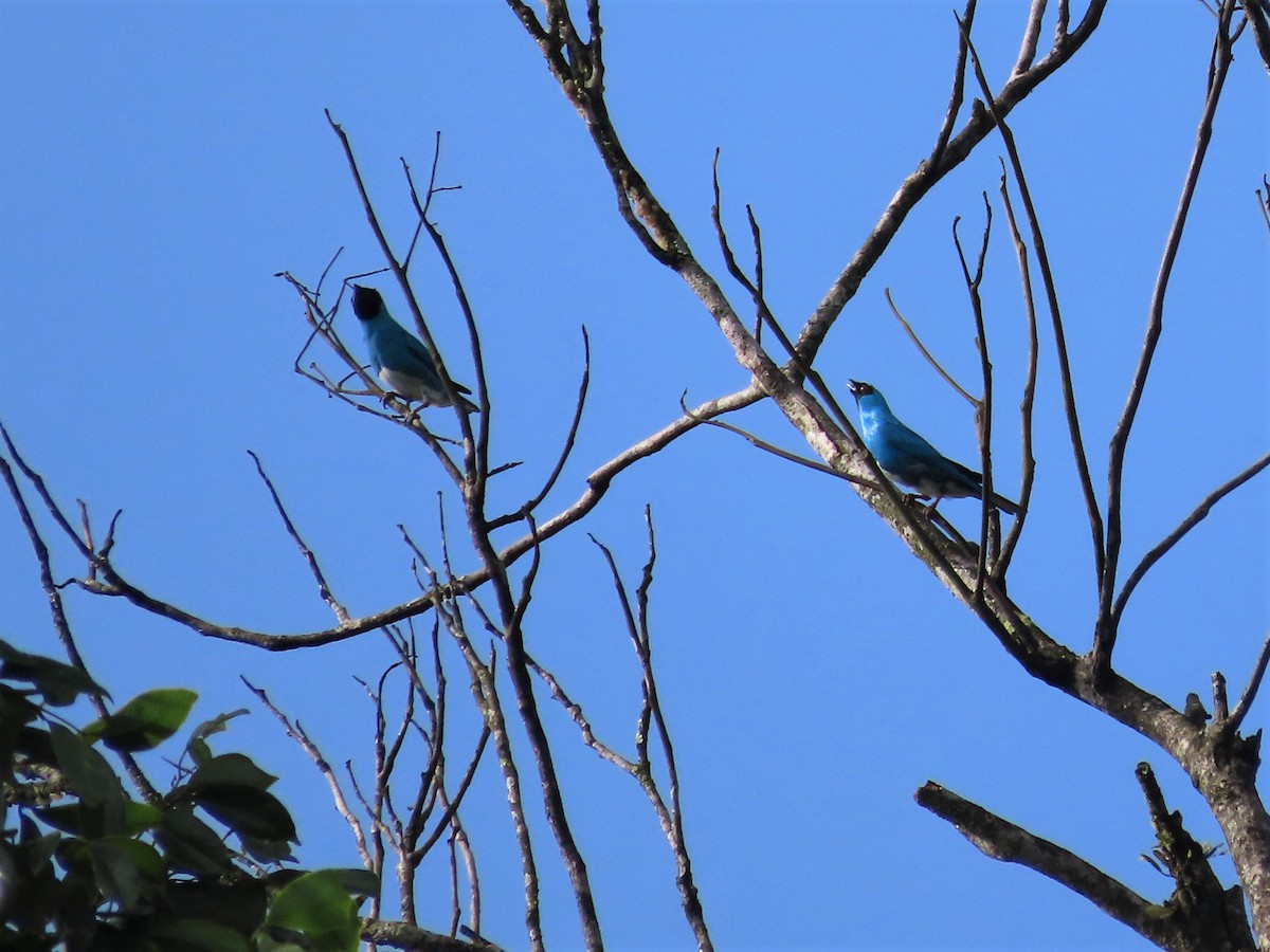 Swallow Tanager - ML400498801