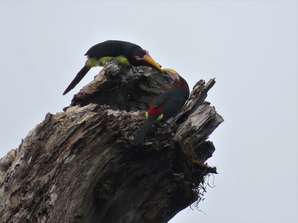 Green Aracari - ML400498811