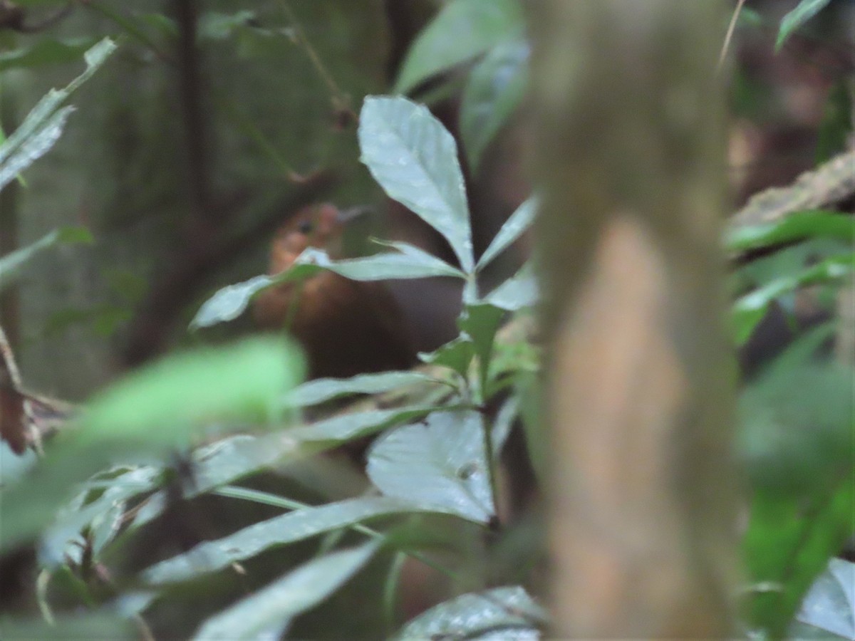 Black-tailed Leaftosser - ML400498931