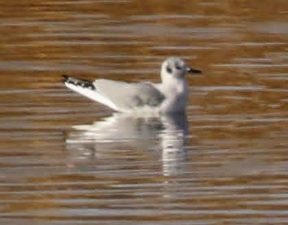 Bonaparte's Gull - ML400500371