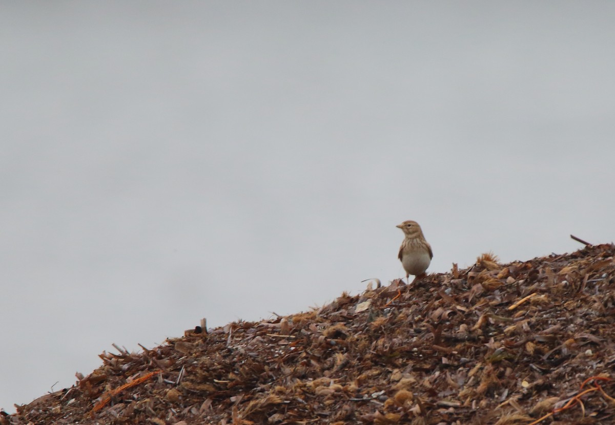 Turkestan Short-toed Lark - ML400502161