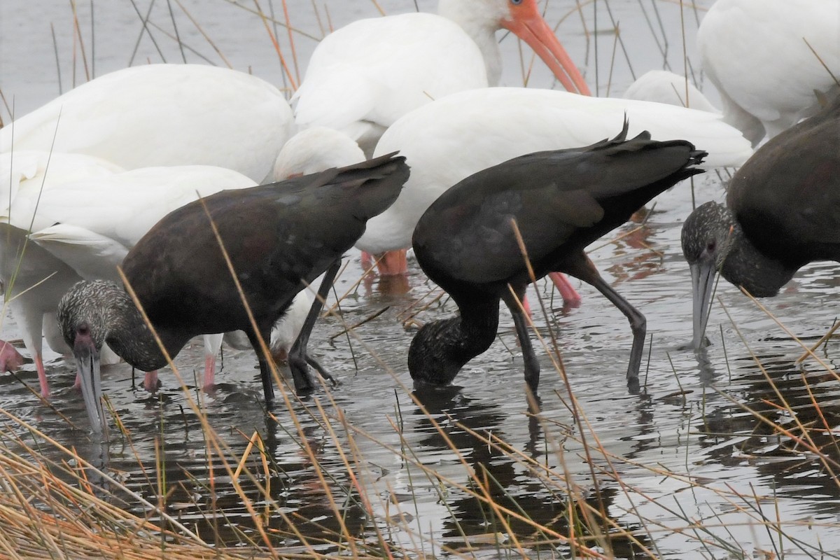 White-faced Ibis - ML400502691