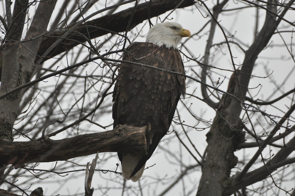 Bald Eagle - ML400503561