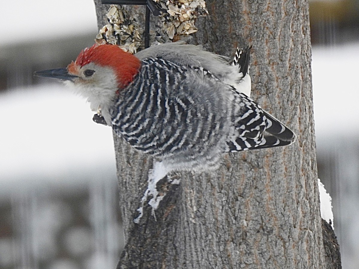 Red-bellied Woodpecker - ML400504401