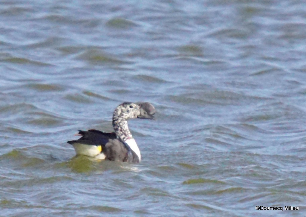Comb Duck - ML400505611