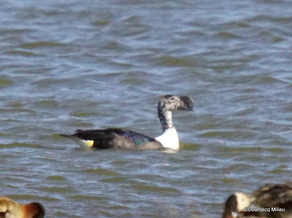 Comb Duck - ML400505621