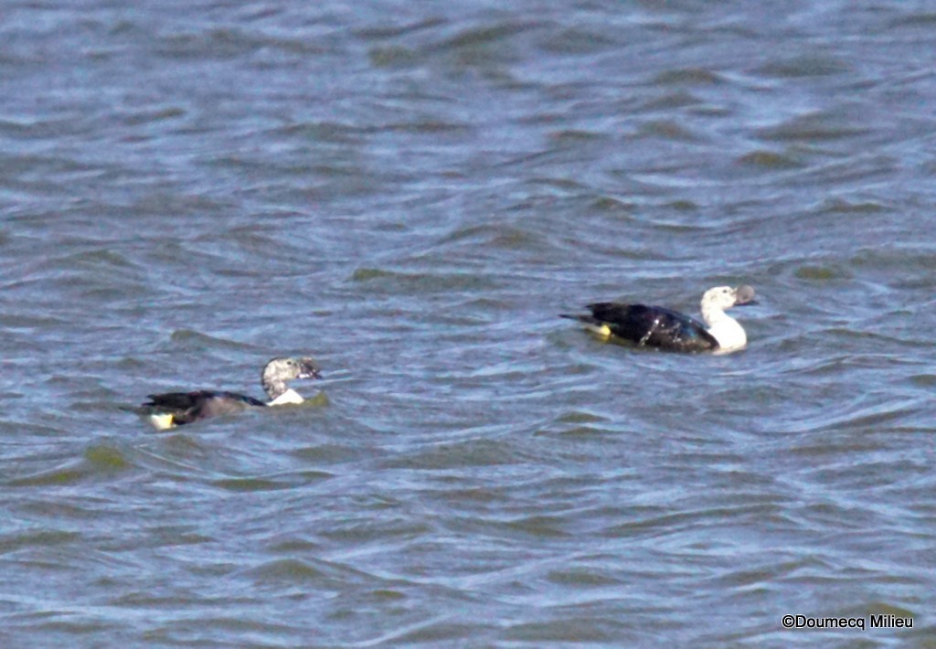 Comb Duck - ML400505641