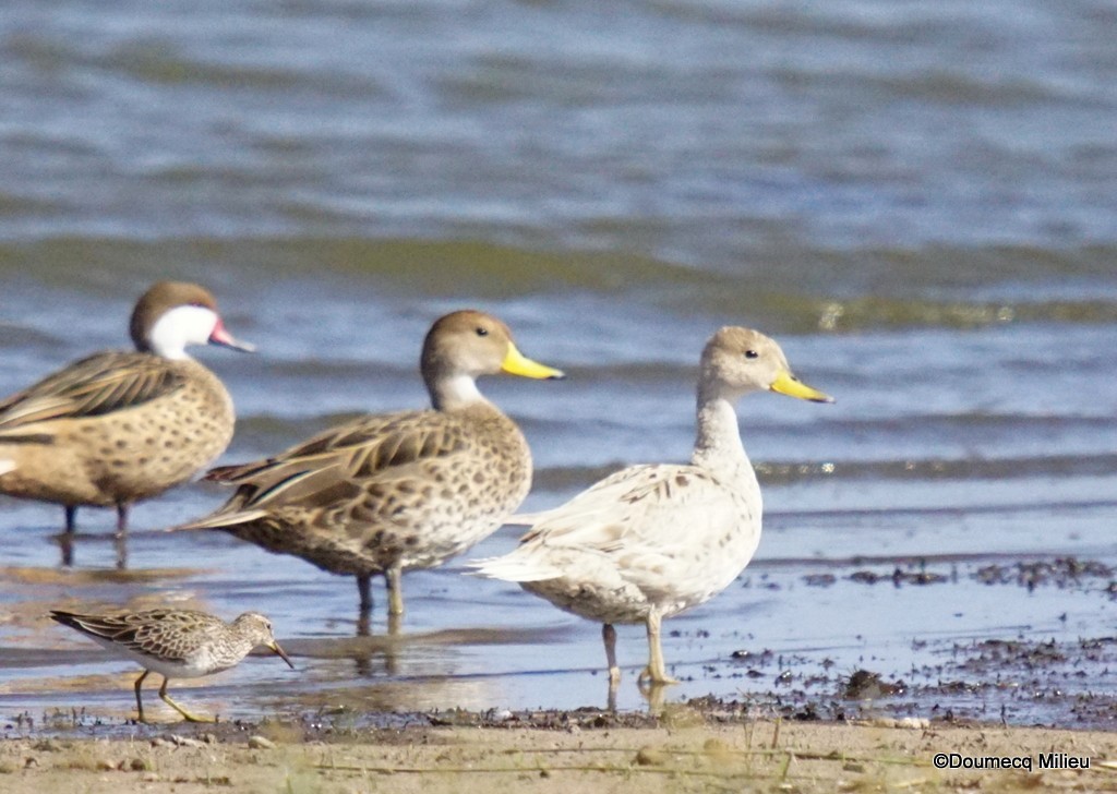 Yellow-billed Pintail - ML400505891