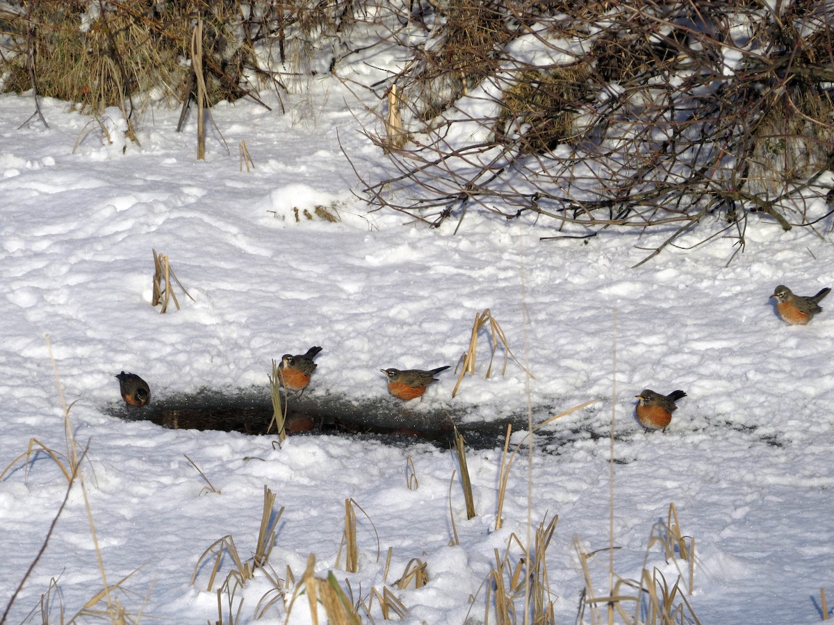 American Robin - ML400506301