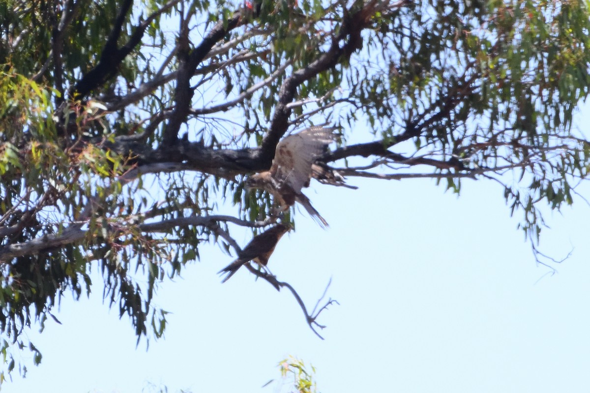 Brown Falcon - ML400506891