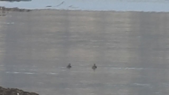 Macreuse brune - ML400507101