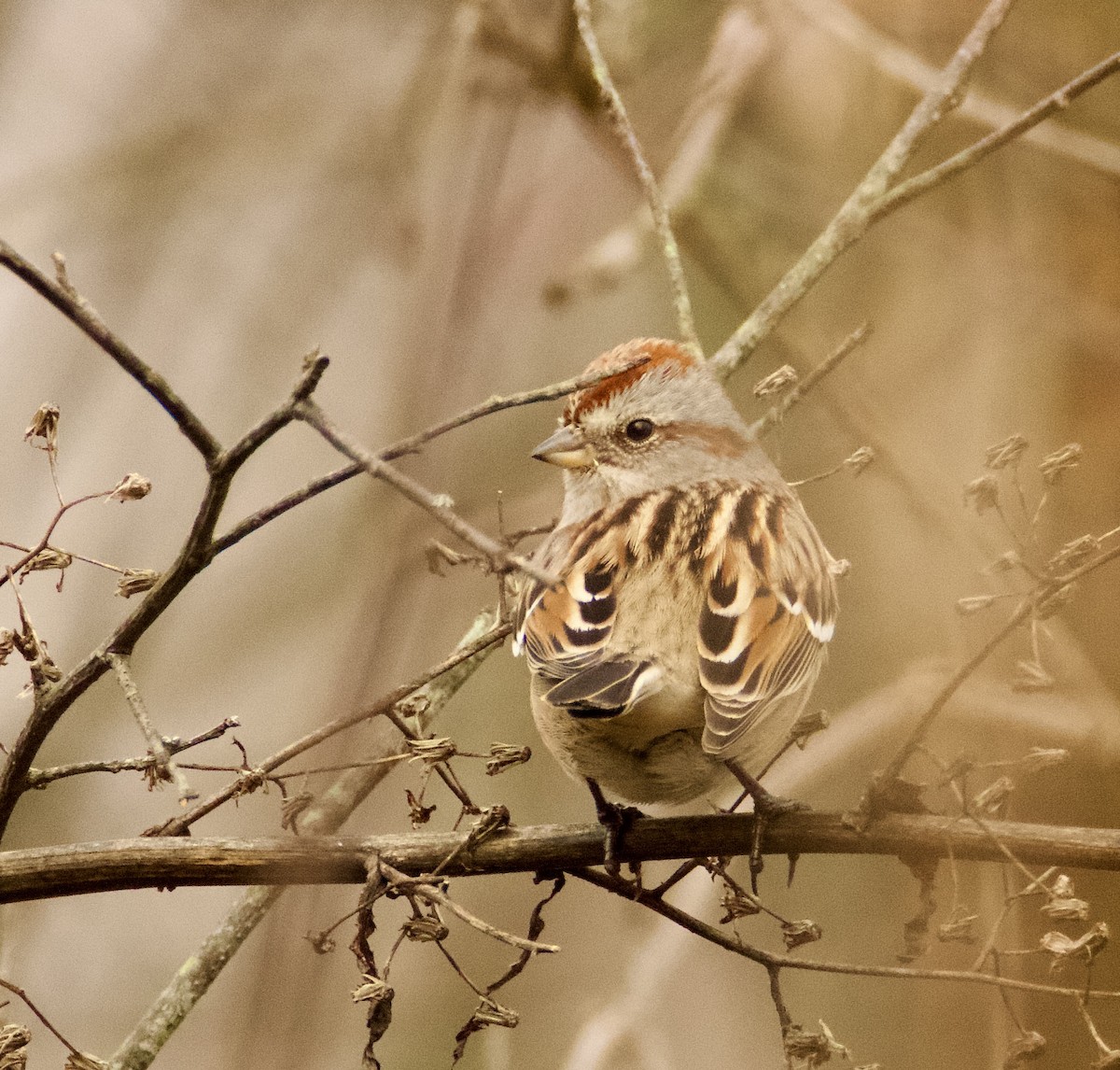 American Tree Sparrow - ML400507251