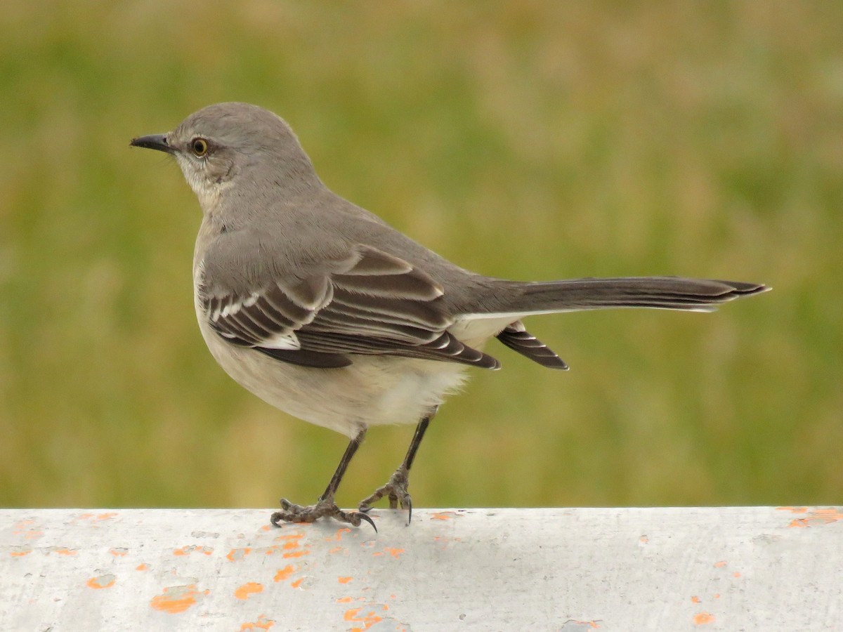 Northern Mockingbird - Davida Kalina