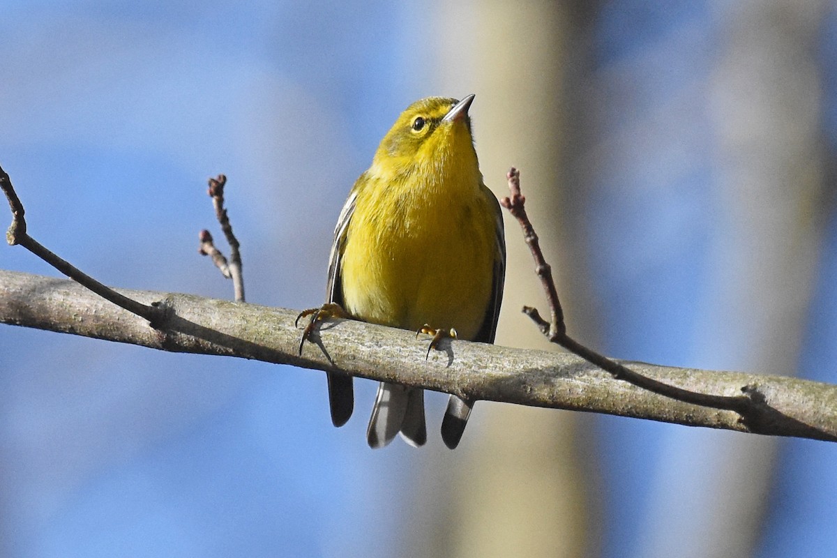 Pine Warbler - Liz Voellinger