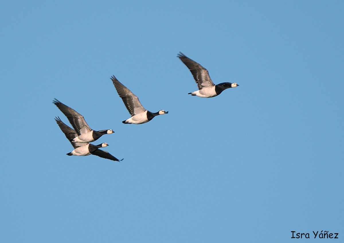 Barnacle Goose - Isra Yáñez