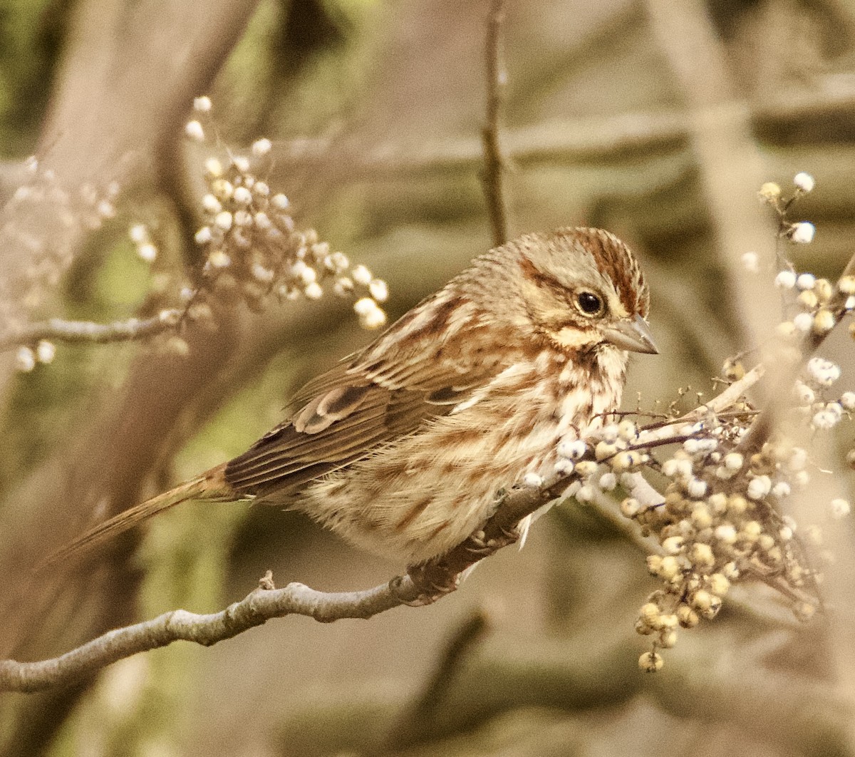 Song Sparrow - ML400514011