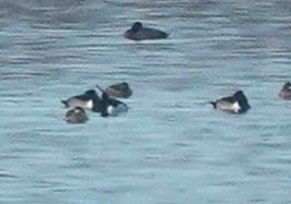 Ring-necked Duck - ML400514061