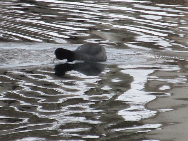 American Coot - ML400516961