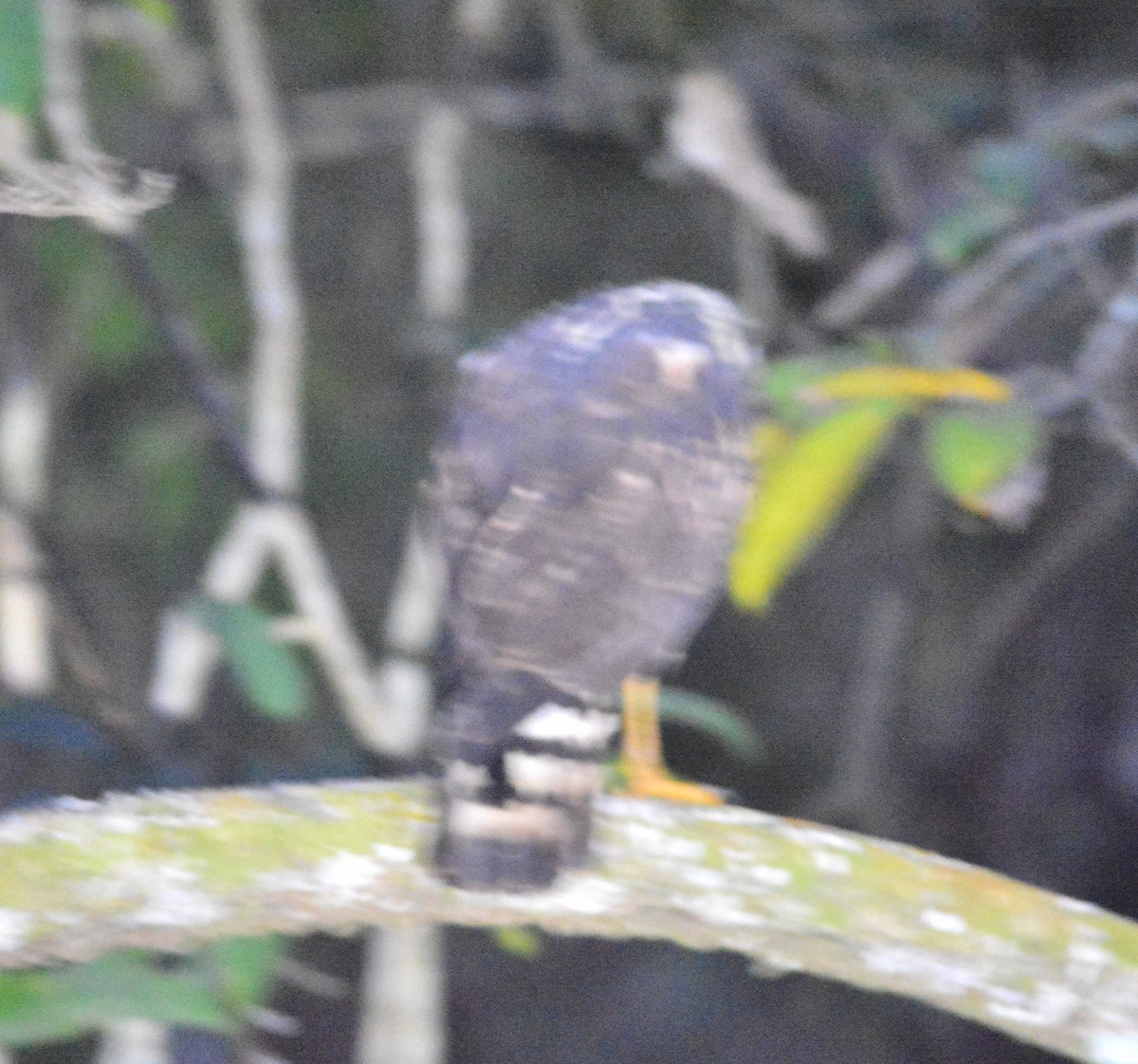 Great Black Hawk (Northern) - Clive Harris