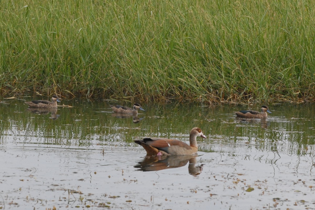 Blue-billed Teal - ML400518371