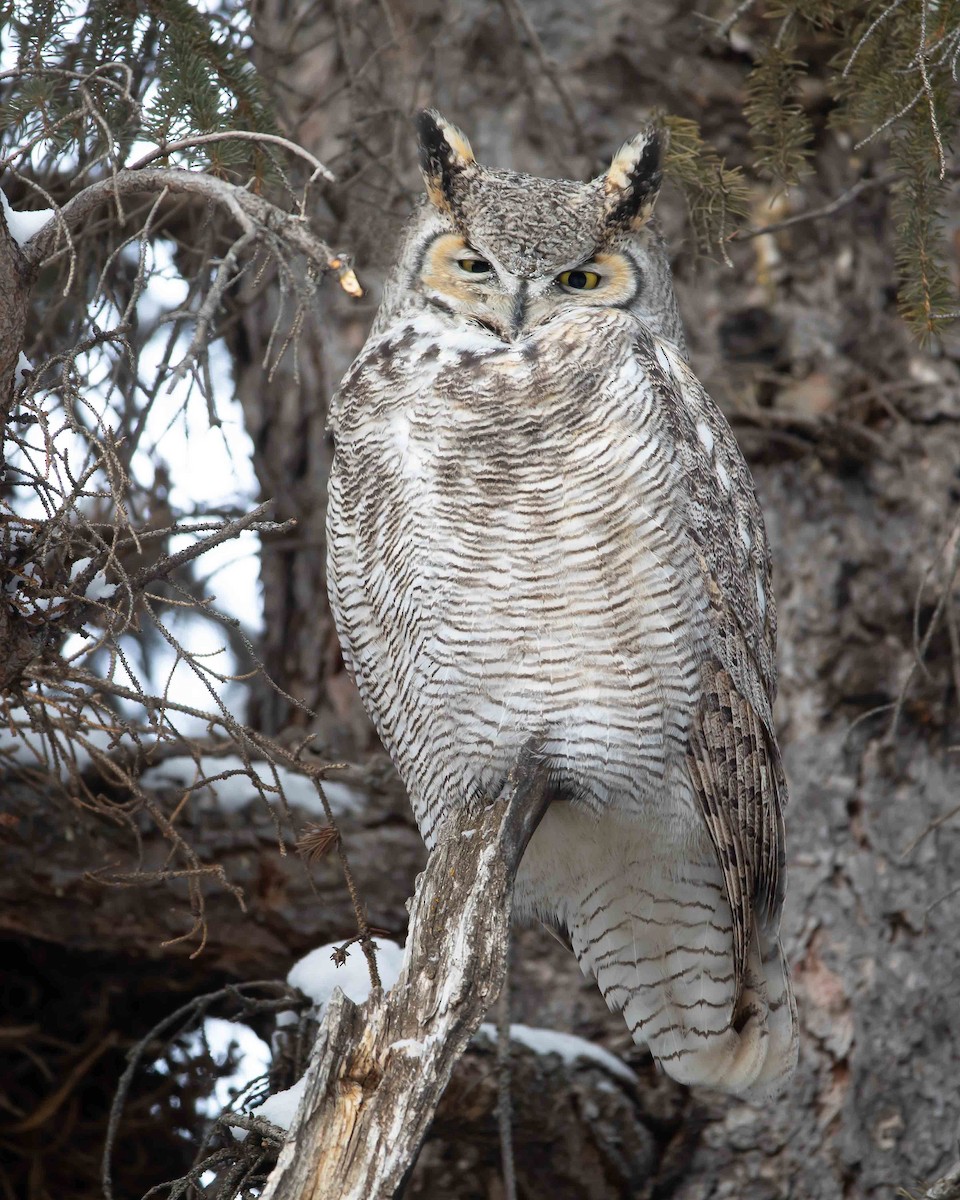 Great Horned Owl - ML400518411