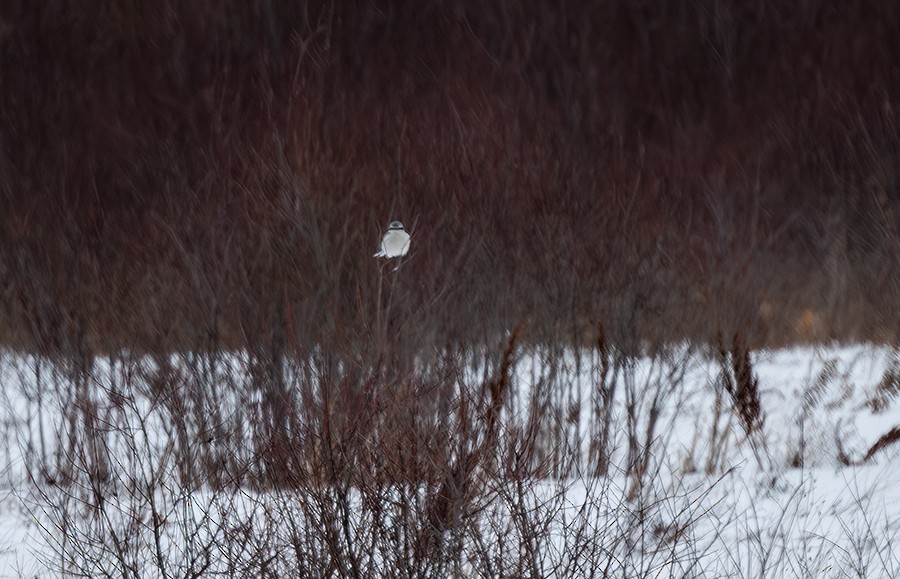 Northern Shrike - Tina Sawicki