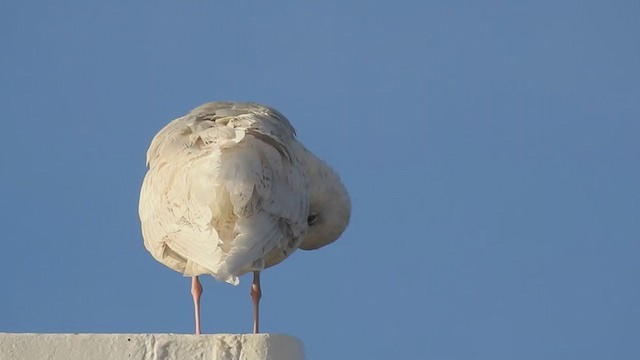 Iceland Gull - ML400519671