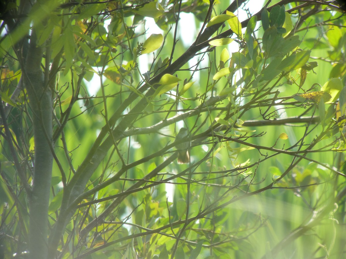 Olive-spotted Hummingbird - ML400520051