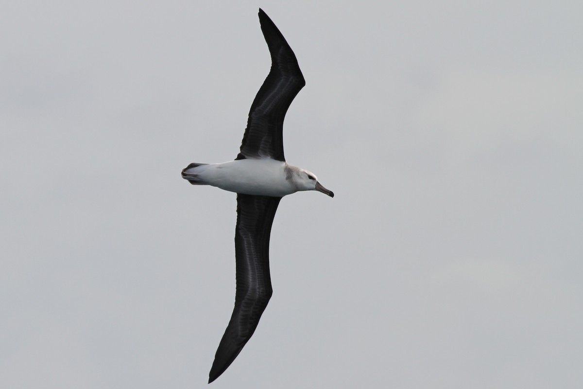 Albatros Ojeroso (melanophris) - ML40052081