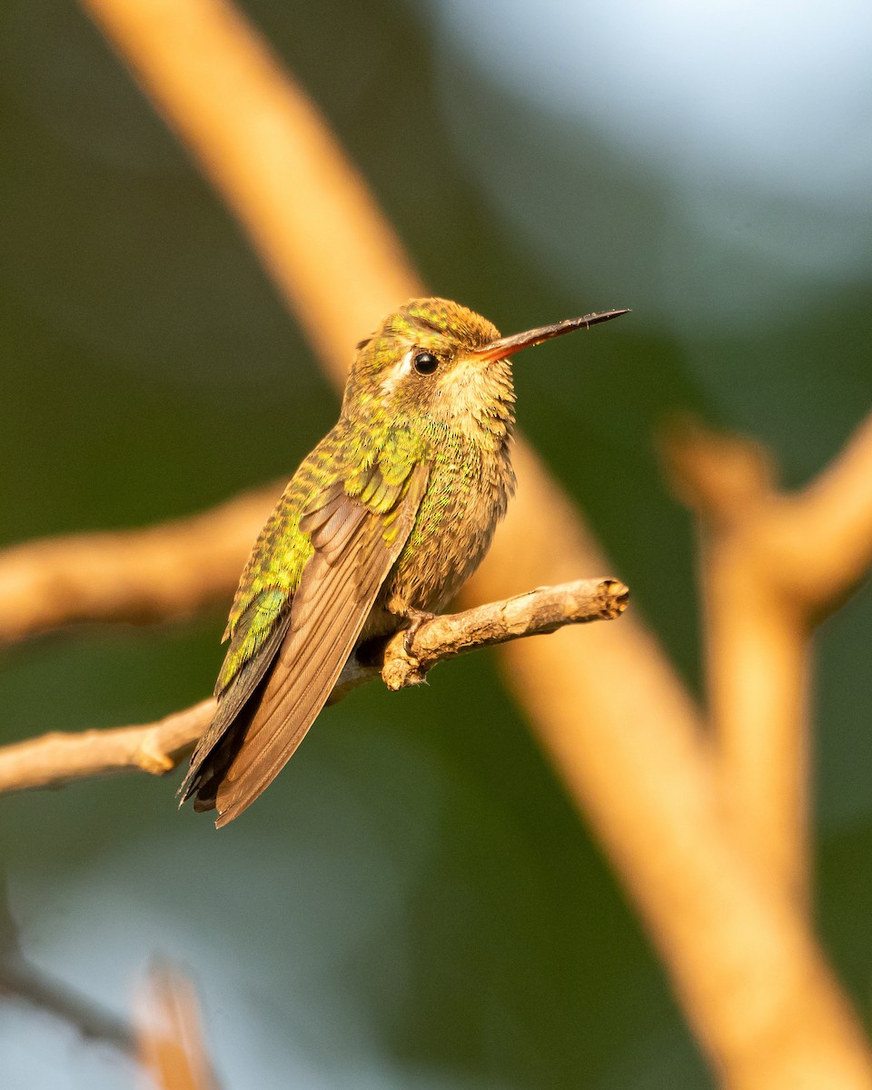 Glittering-bellied Emerald - ML400523211