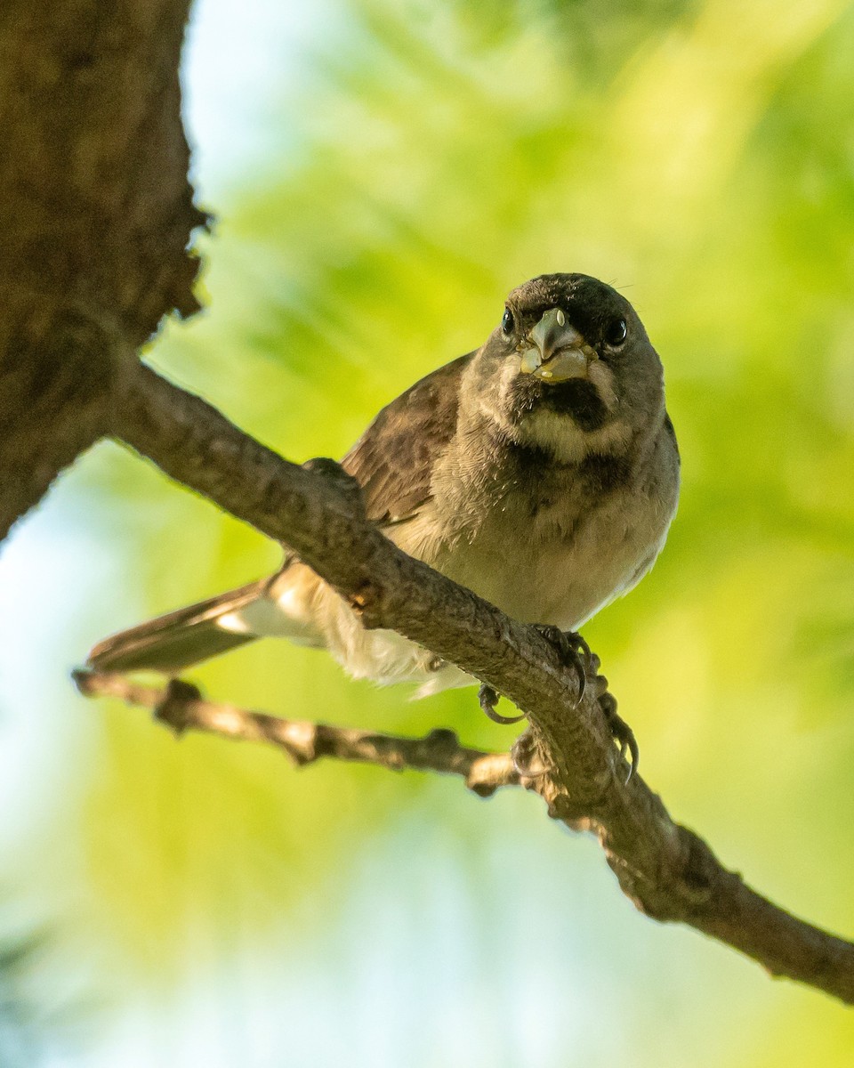 Double-collared Seedeater - ML400523771