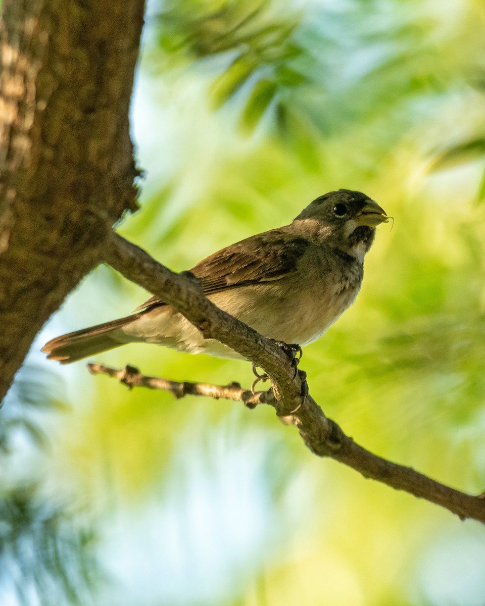 Double-collared Seedeater - ML400523801
