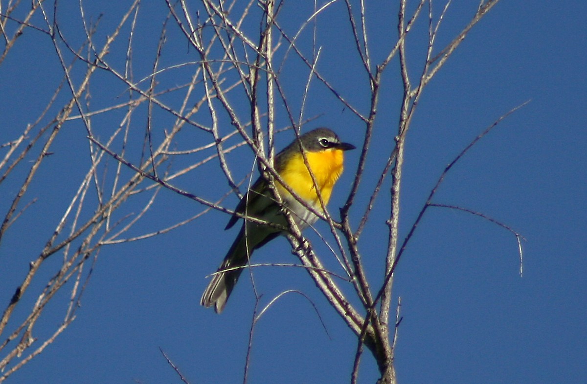 Yellow-breasted Chat - ML400525061