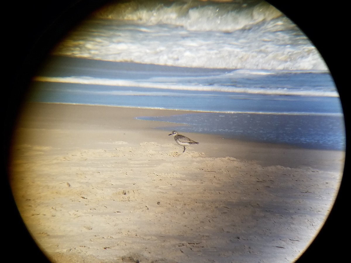 eBird Checklist - 12 Nov 2016 - Assateague I. NS--OSV Zone - 69 species ...