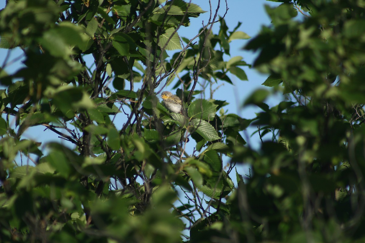 Yellow Warbler - ML400525291