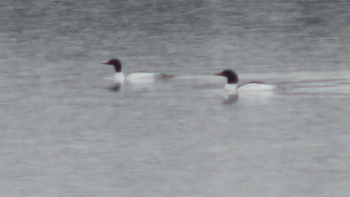 Common Merganser - ML400525301