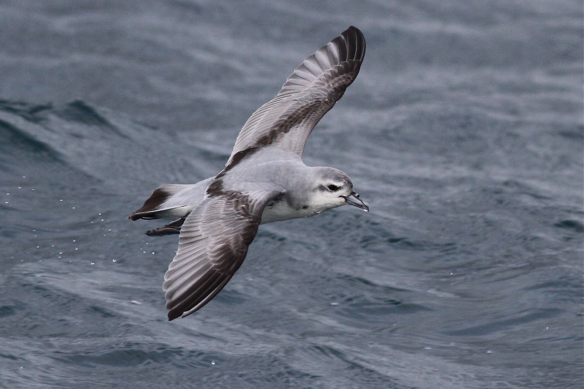 Fairy Prion - Chris Wiley