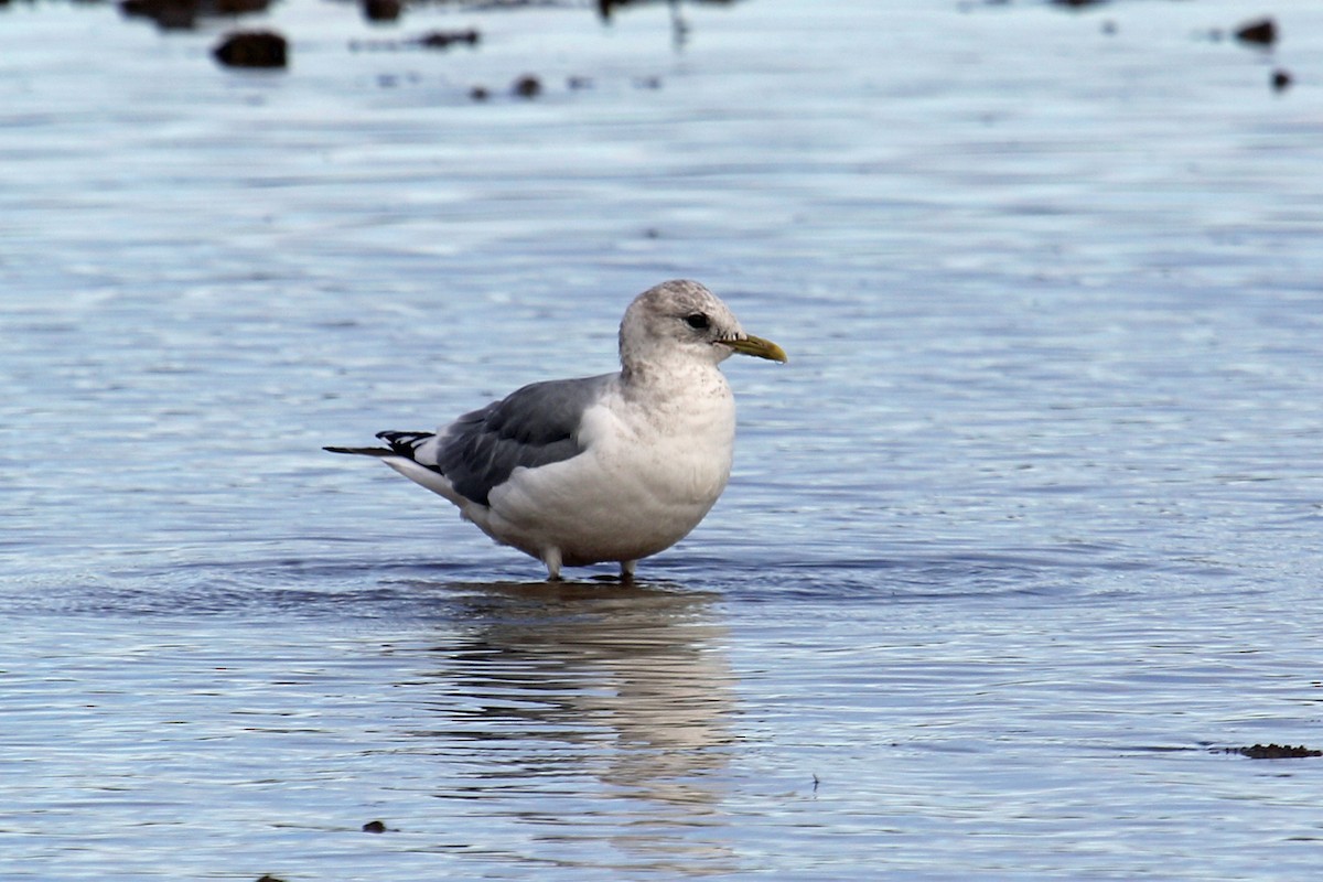 Short-billed Gull - ML400525381