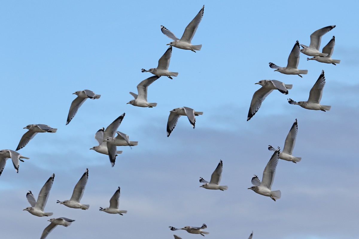 Short-billed Gull - ML400525401