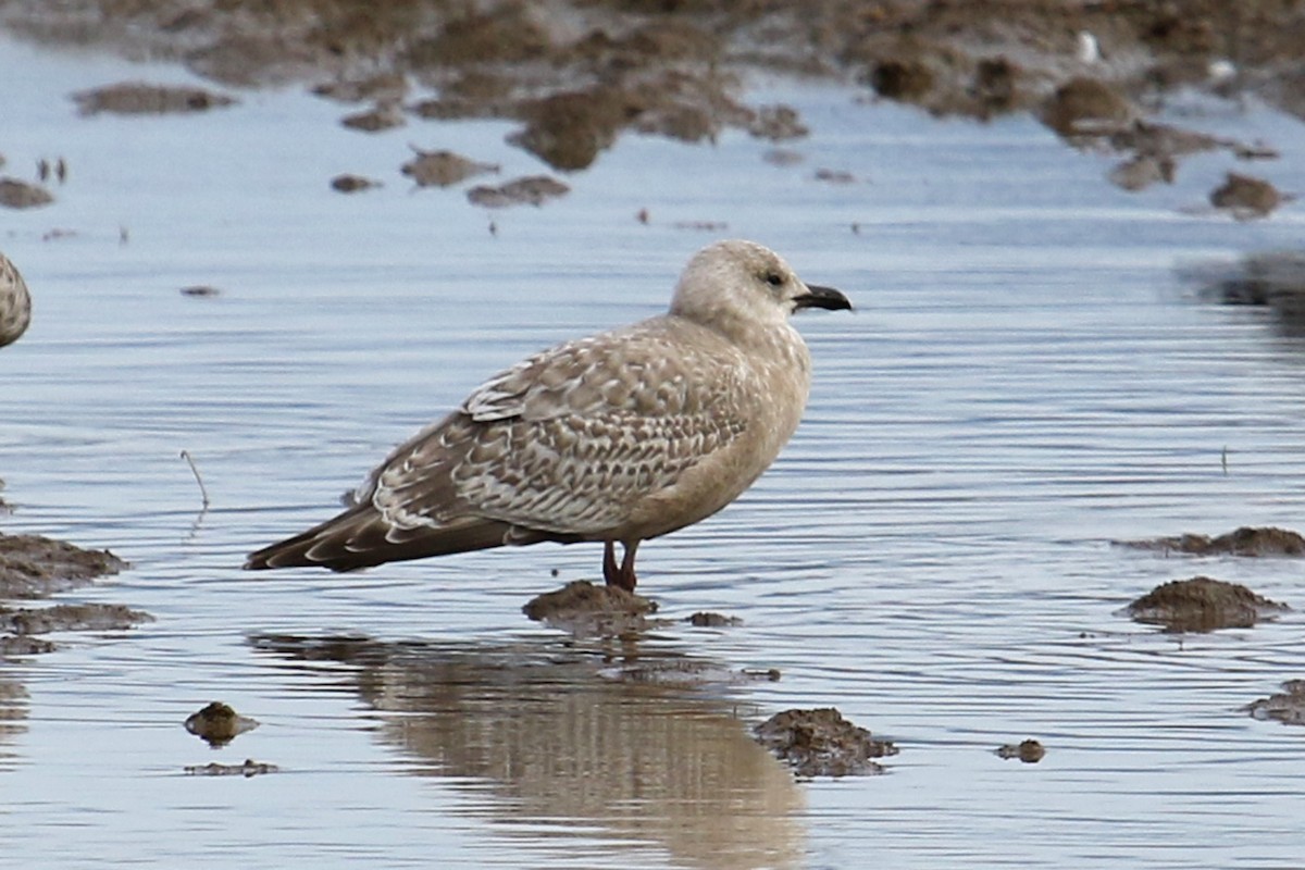 goéland ou mouette sp. - ML400525471