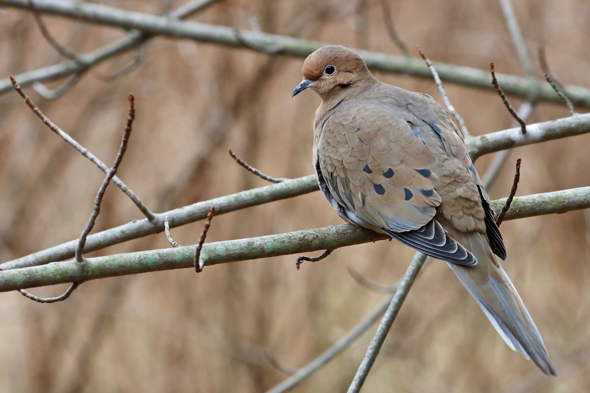Mourning Dove - ML400525691