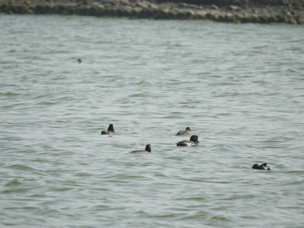 Tufted Duck - ML400525981