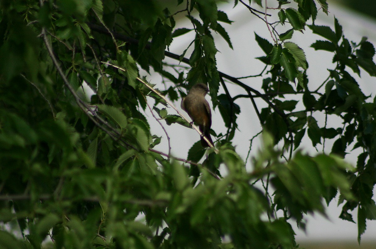 Mosquero Llanero - ML400526511